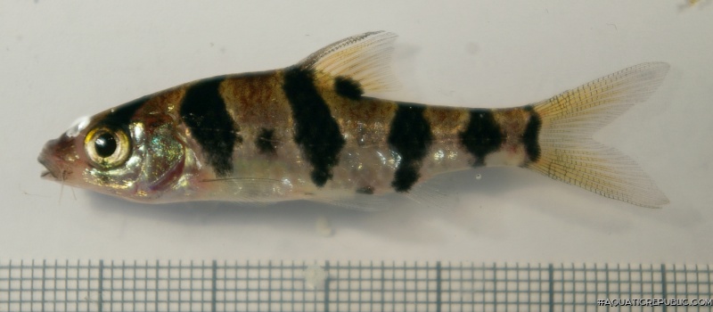 Desmopuntius foerschi