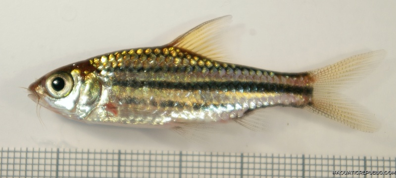 Desmopuntius johorensis