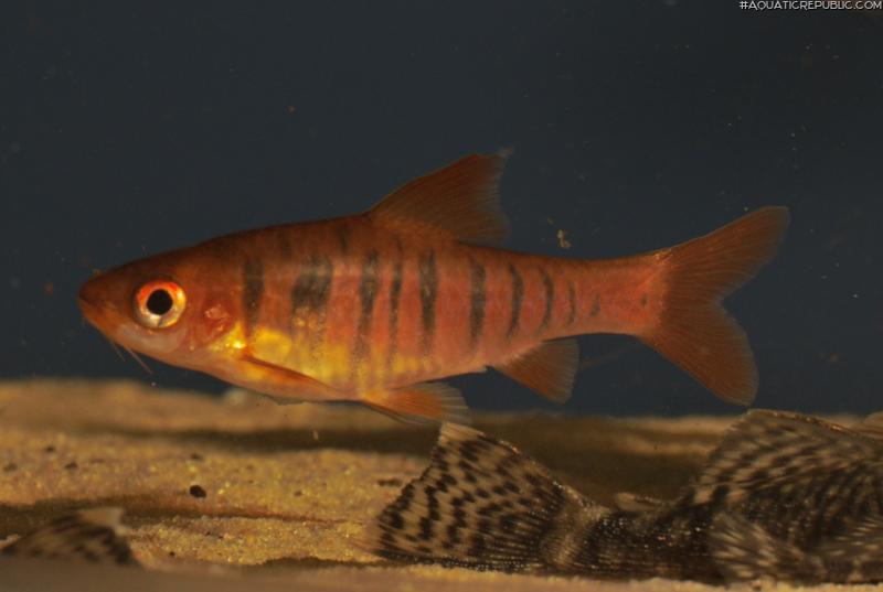 Enteromius fasciolatus