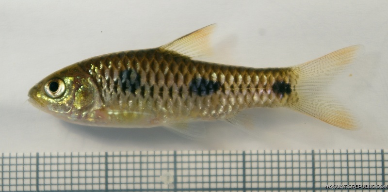 Enteromius trispilos