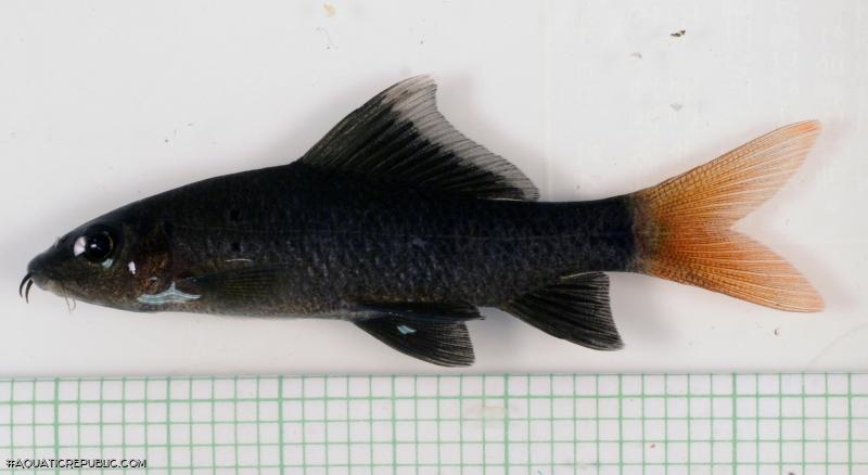 Epalzeorhynchos bicolor