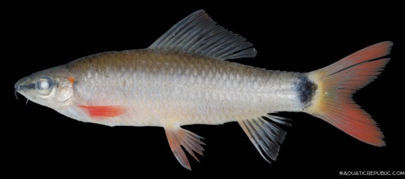 Epalzeorhynchos frenatum