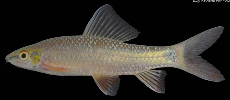 Epalzeorhynchos frenatum