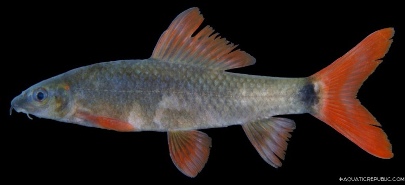 Epalzeorhynchos frenatum