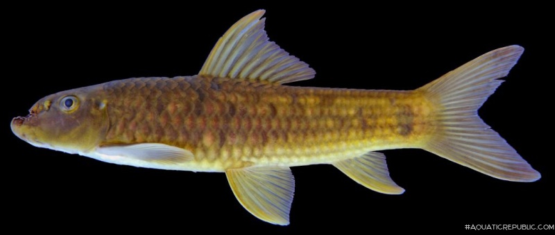 Garra fuliginosa