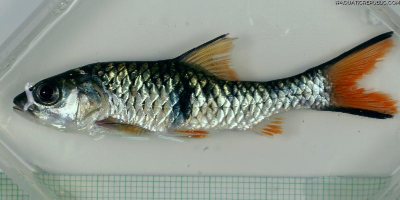 Hampala macrolepidota