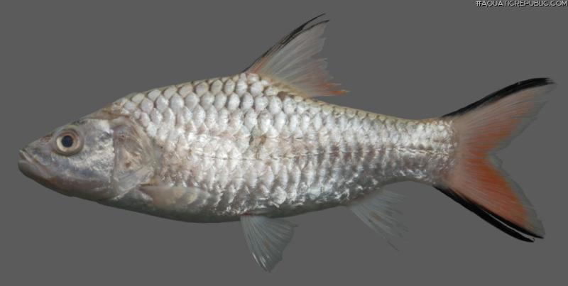 Hampala macrolepidota