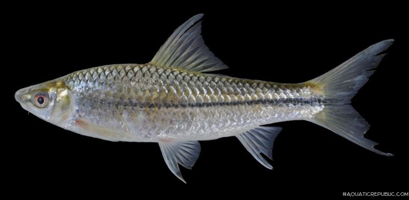 Henicorhynchus cryptodon