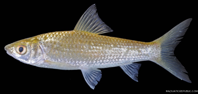 Henicorhynchus lobatus