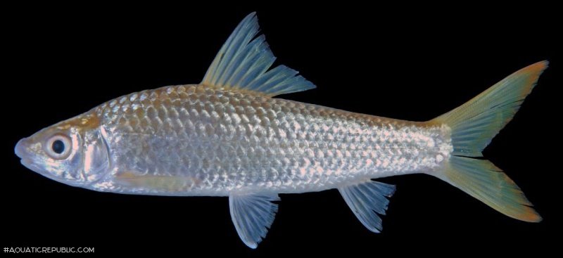 Henicorhynchus lobatus