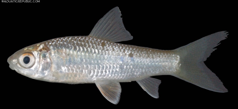 Henicorhynchus ornatipinnis