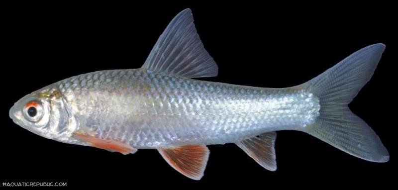 Henicorhynchus ornatipinnis