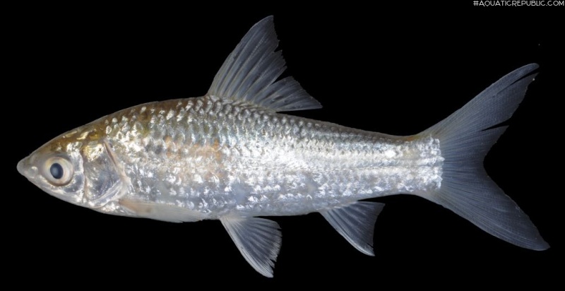 Henicorhynchus siamensis