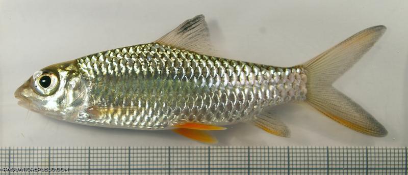 Hypselobarbus jerdoni