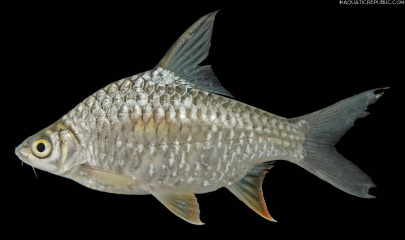 Hypsibarbus lagleri