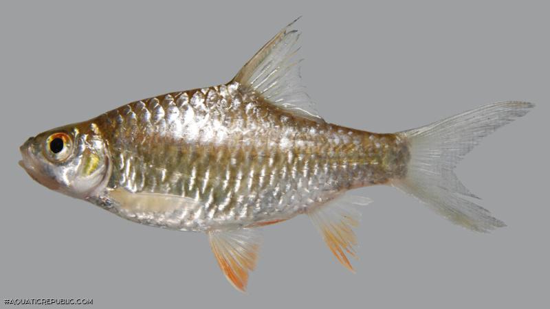 Hypsibarbus vernayi