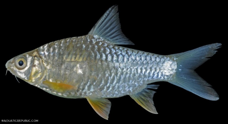 Hypsibarbus wetmorei