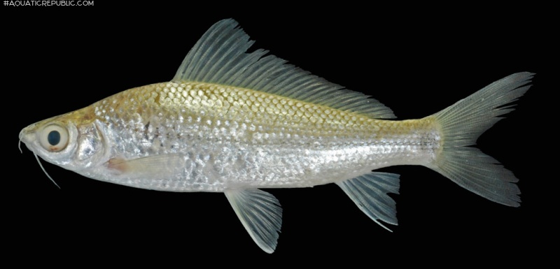 Labiobarbus siamensis