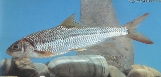 Onychostoma barbatulum