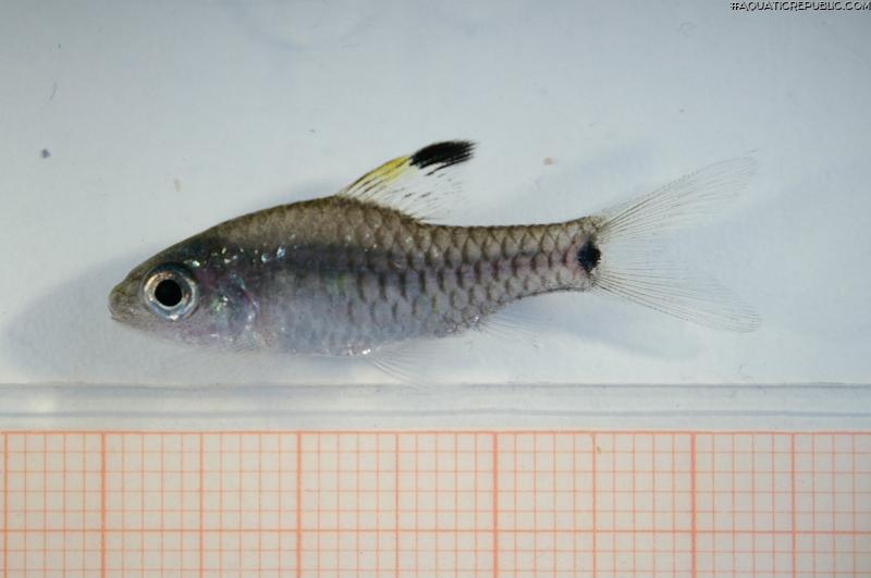 Oreichthys crenuchoides