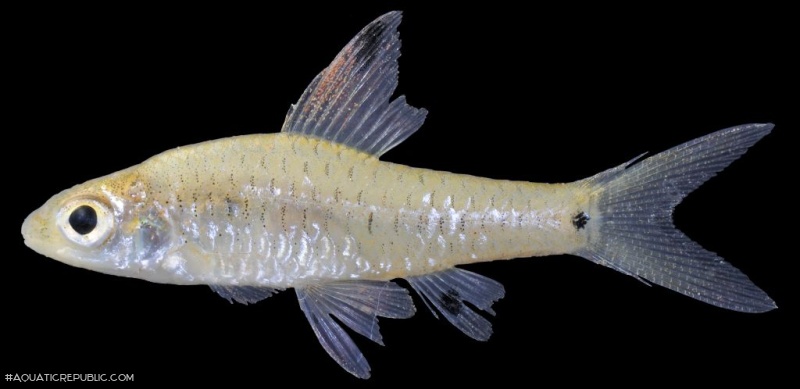 Oreichthys parvus