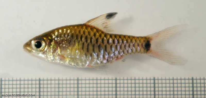 Oreichthys sp. `RED FIN`