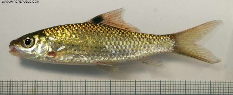 Osteochilus bleekeri