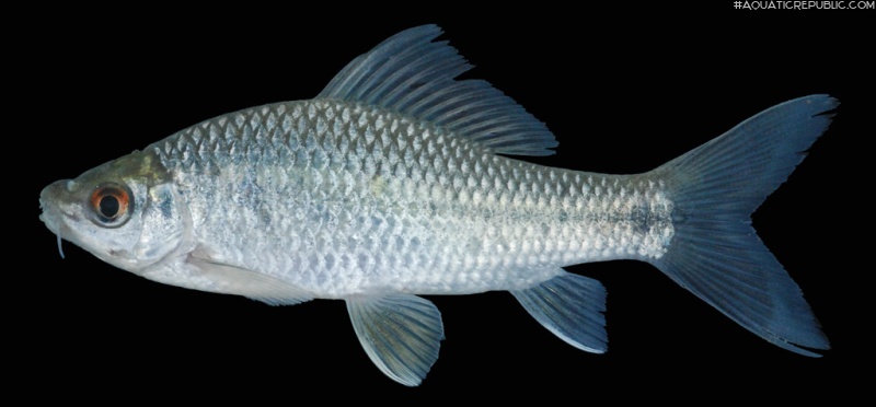 Osteochilus lini