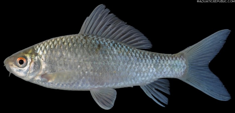 Osteochilus lini