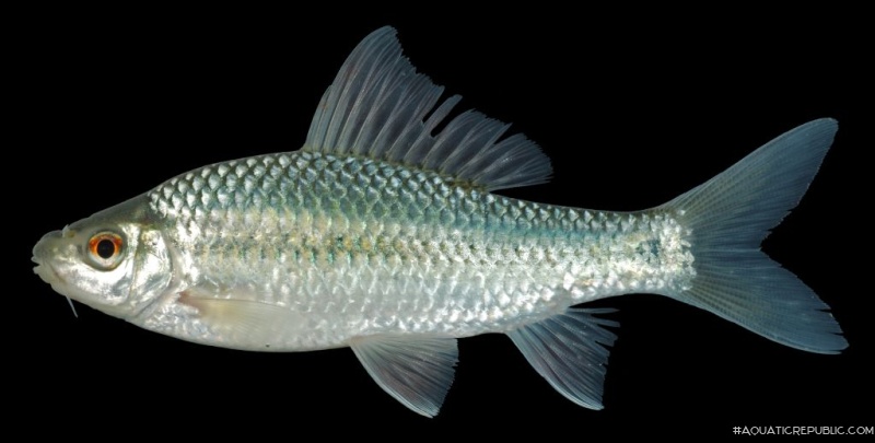 Osteochilus microcephalus