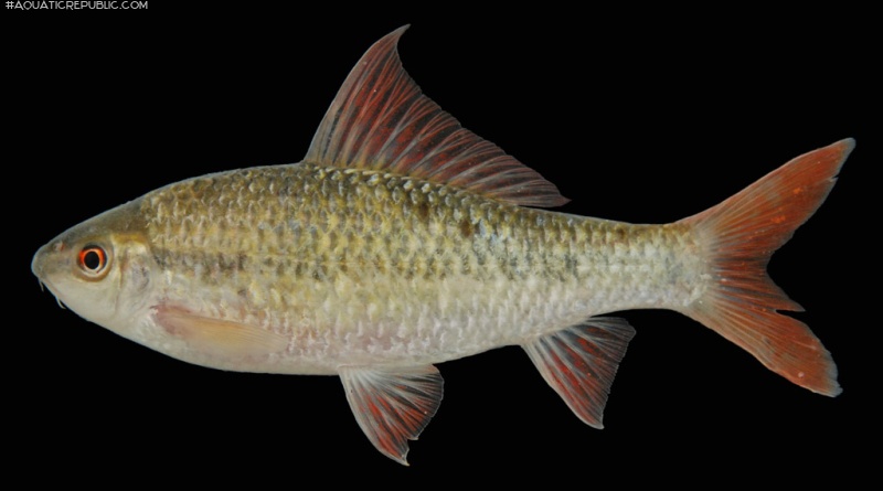 Osteochilus microcephalus