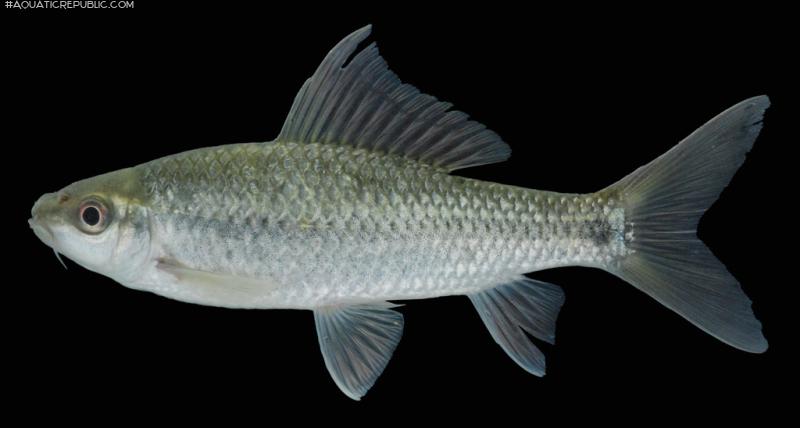 Osteochilus microcephalus