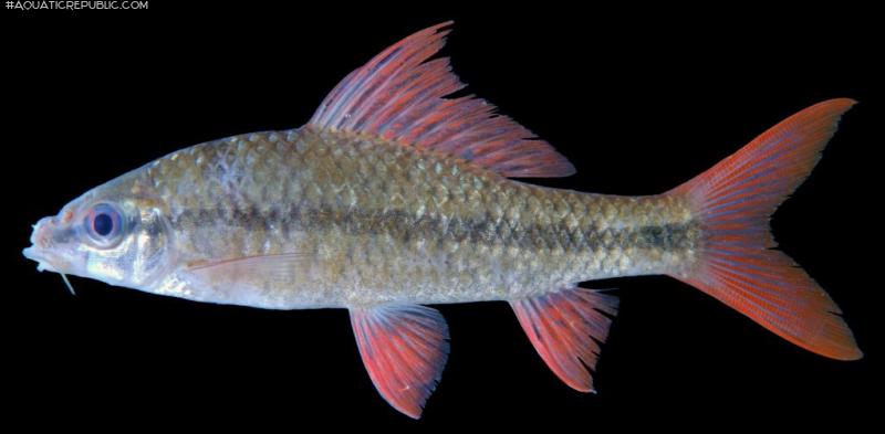 Osteochilus microcephalus