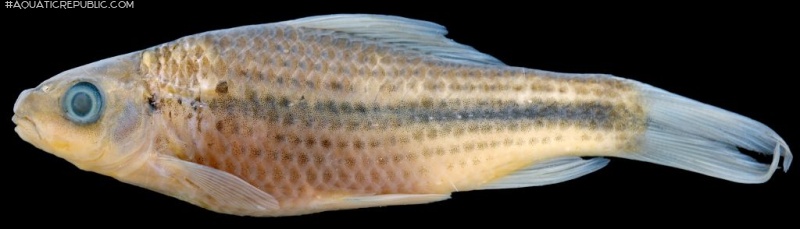 Osteochilus striatus