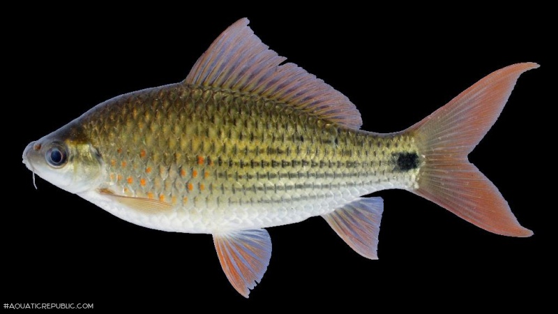 Osteochilus vittatoides