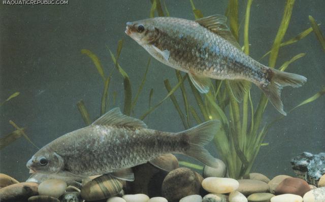 Osteochilus vittatus