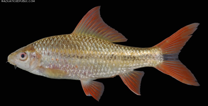 Osteochilus waandersii