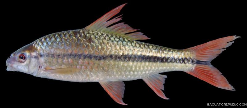 Osteochilus waandersii