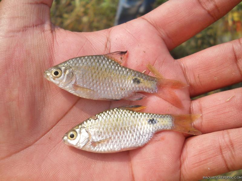 Pethia conchonius