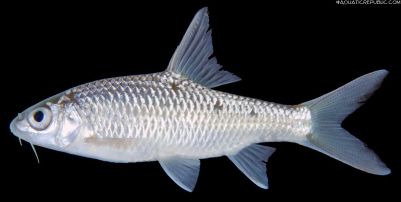 Poropuntius carinatus