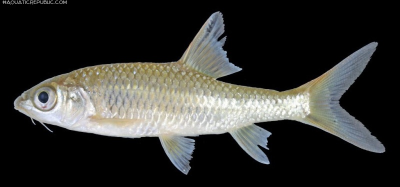 Poropuntius carinatus