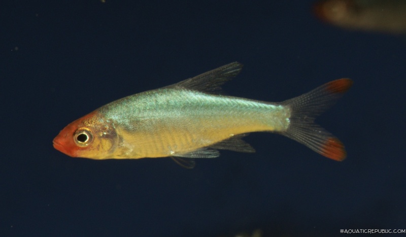 Sawbwa resplendens