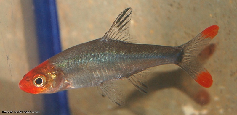 Sawbwa resplendens