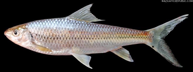 Scaphostoma gerlachi
