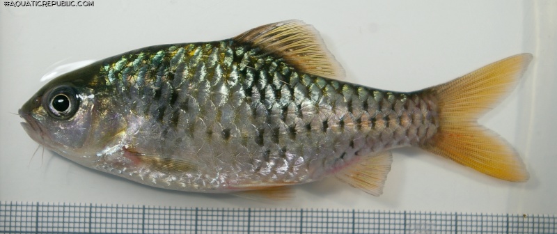 Striuntius lateristriga