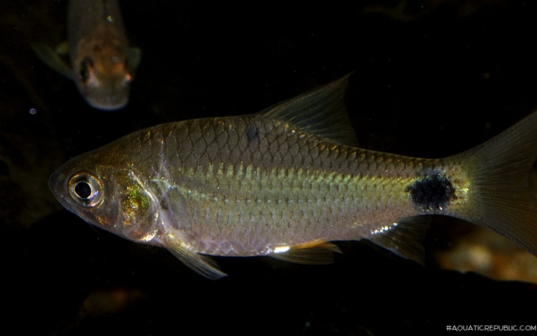 Systomus sarana