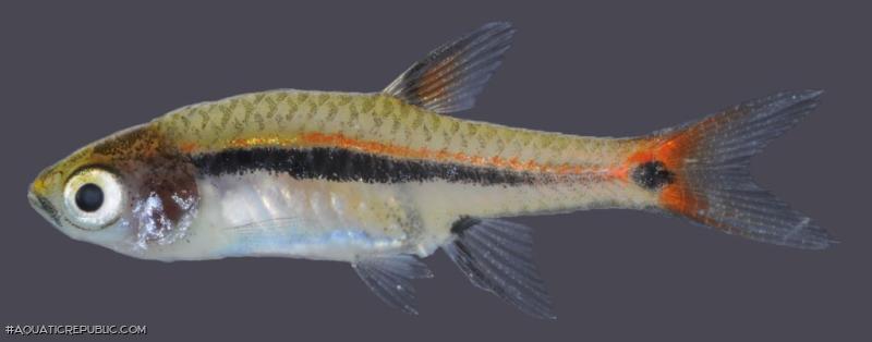 Boraras urophthalmoides