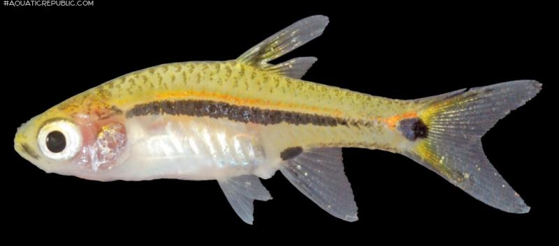 Boraras urophthalmoides