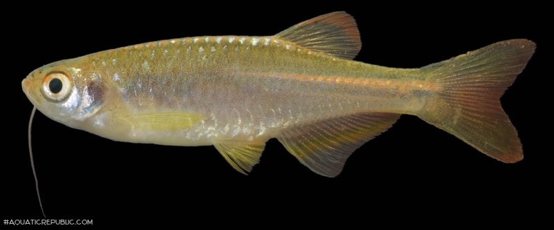 Danio absconditus