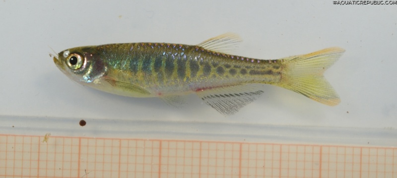 Danio aesculapii